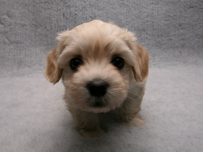 Bichon Havanais hvalp fra Kennel Miki Nanoq